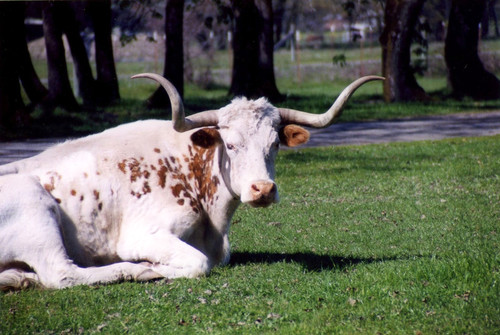 Vintage texas ranch animals - ranch,