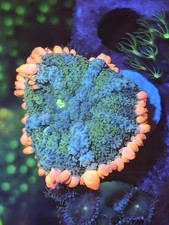 Stunning Frankenstein Bounce