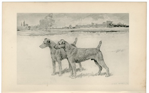 Irish terrier rare - rare, 1896