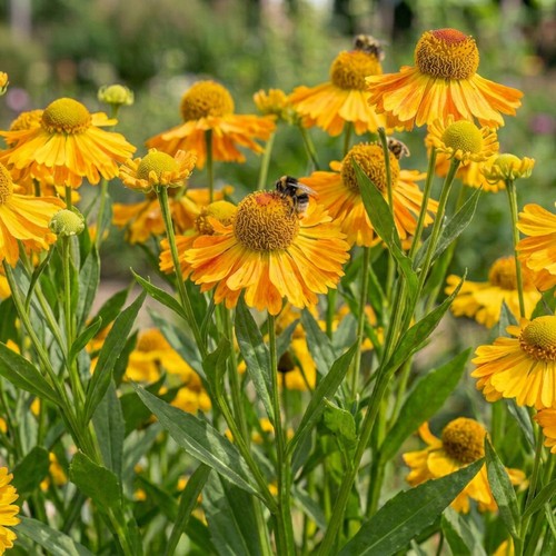 Helenium carmen hardy - carmen,