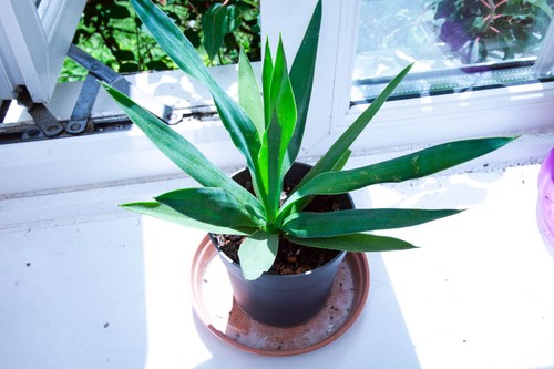 Yucca gigantea spineless young - spineless,