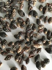 30 Hermit Crab sea Shells Dove