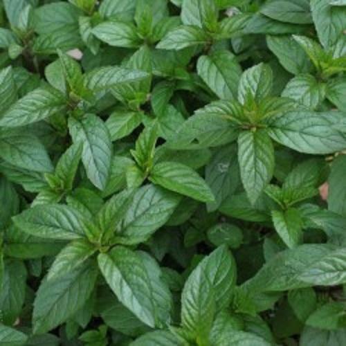 Mint mentha black mitchum - mentha, mitchum'