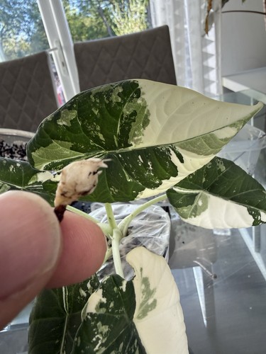 Alocasia maharani albo corm - maharani,