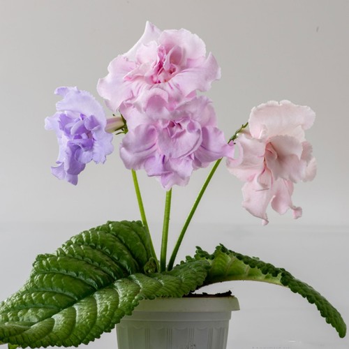 Streptocarpus blue to - streptocarpus,