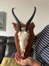 Beautiful African Springbok Horns on skull 029 Mounted TAXIDERMY Antlers