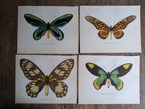 Vintage butterfly prints - vintage,