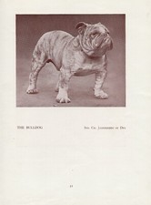ENGLISH BULLDOG OLD VINTAGE