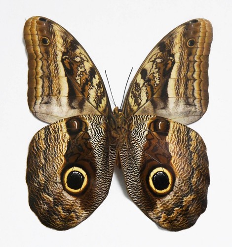 The owl butterfly - the, ,spread