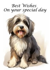 Tibetan terrier dog birthday - tibetan,