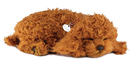 Toy poodle precious - poodle, petzzz