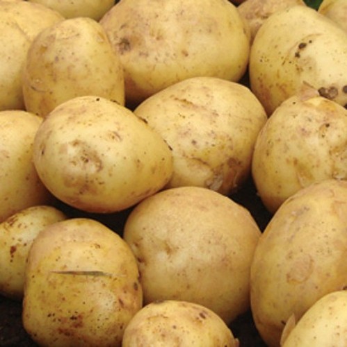 British queen seed - seed, potatoes