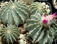 Geohintonia Mexicana - 10 Seeds - Cactus Seeds