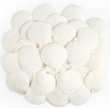 Scallop Shells Natural