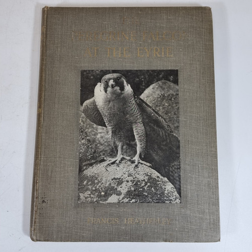 The peregrine falcon - peregrine, at