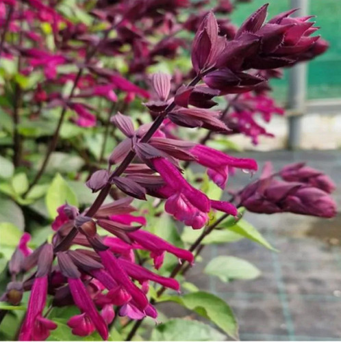 Salvia love and - salvia, wishes