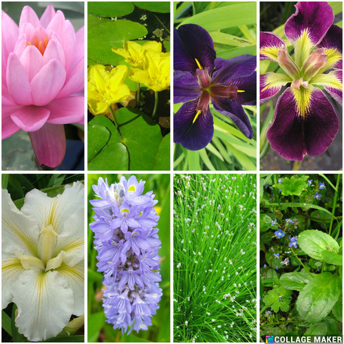 Pond value pack 16 plants - value,