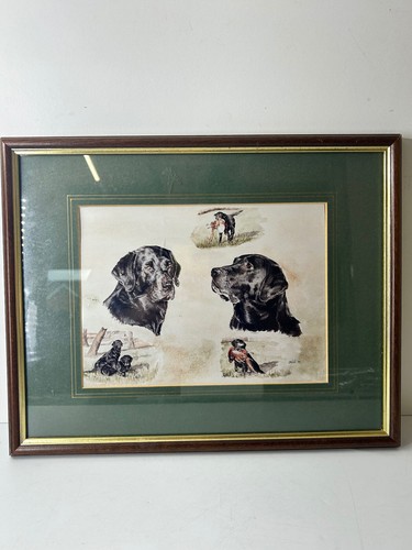 Black labrador gun dogs 1989 - dogs,