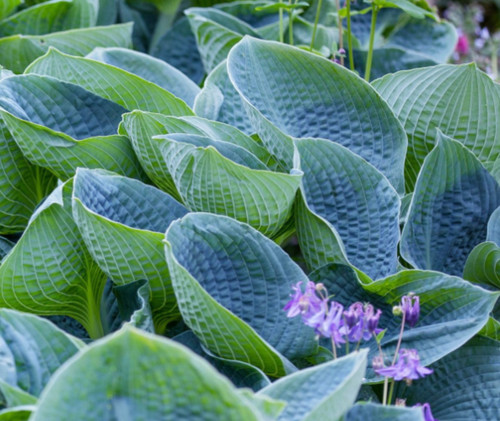 Hosta big daddy plantain - hosta, lily