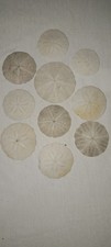 Sand Dollars REAL Collected on