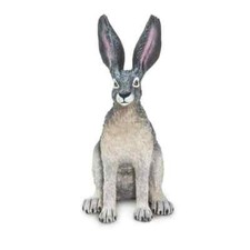 American Desert Hare Rabbit