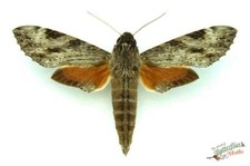 Hawk moth Erynnyis oenotrus