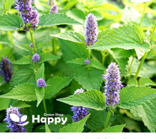 HERB PEPPERMINT SEEDS - 1500