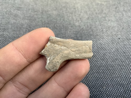 Fossil ichthyosaur rib - rib, bone