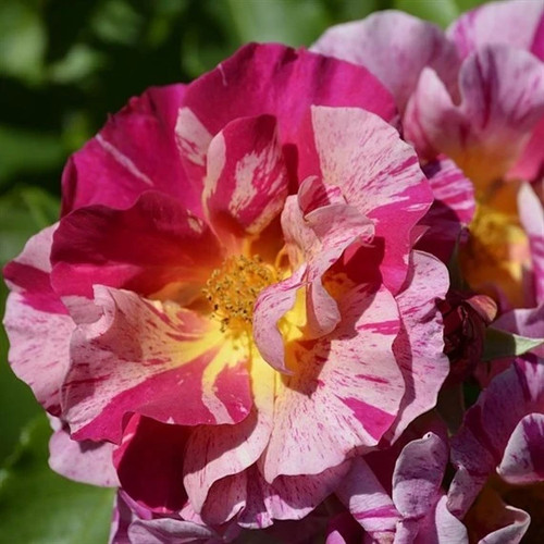 Wow climbing rose 5 5l - climbing,