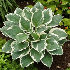 Hosta Minuteman Plant in 9cm Pot - Garden Ready Plantain Lily Perennial Shrub