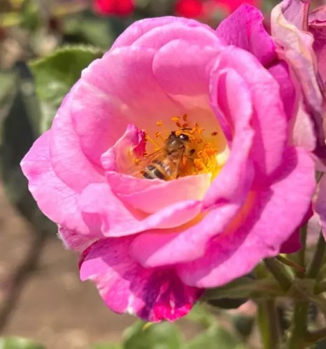 Blue for you standard rose - for,