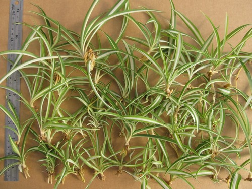 Baby spider plants - 15,