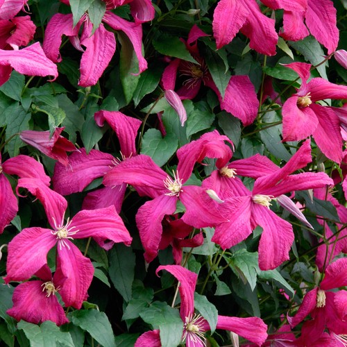 Set clematis madame - set, 'madame