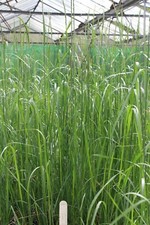 Calamagrostis Karl Foerster