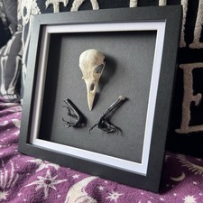 Crow skull talons taxidermy - crow,