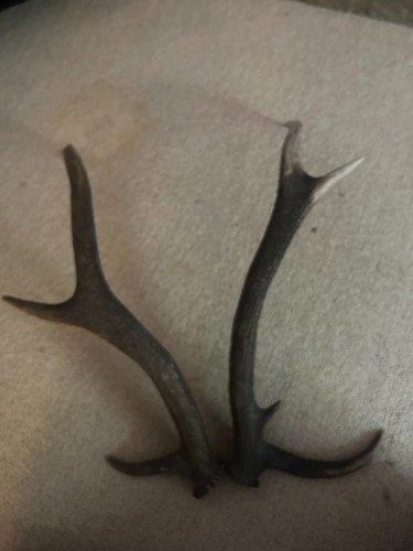 Red deer antlers pair approx - deer,