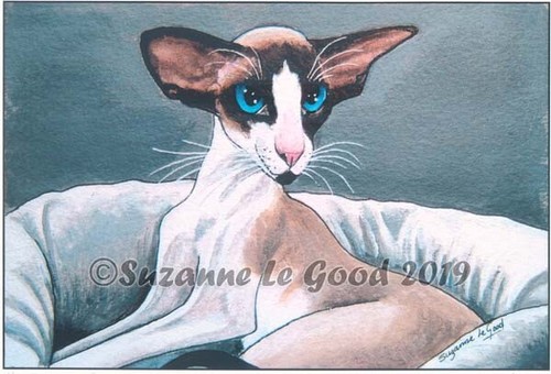 Oriental cat bicolour siamese - oriental,