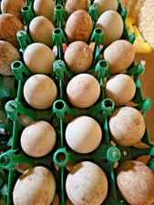 TEN (10) Fresh Fertile Mallard