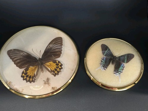 Vintage taxidermy entomology - vintage,
