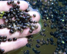 12 Mystery Snails Asian Ringed