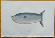 Longer Sunfish - Original Fish