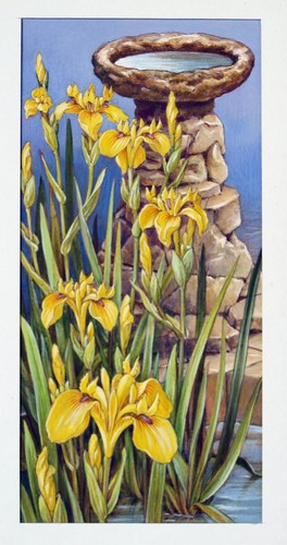 Watercolour gouache - watercolour,