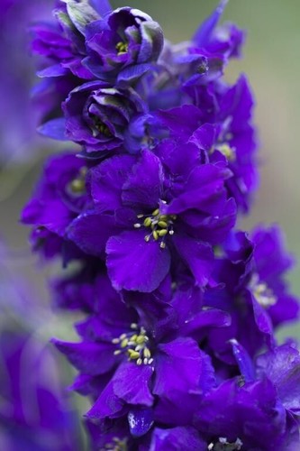 Larkspur delphinium consolida - delphinium,