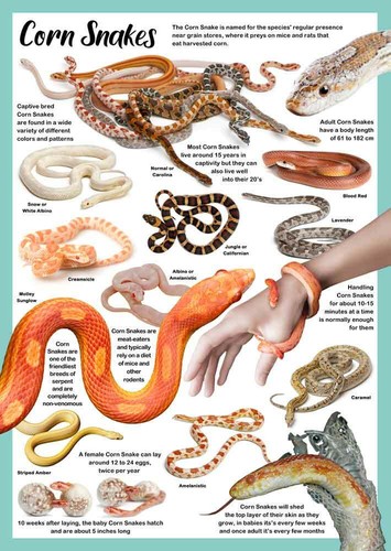 Corn snakes poster - poster, rat