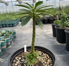 Rare Cacti Plant Dorstenia
