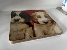 Decorative Spaniel Puppies