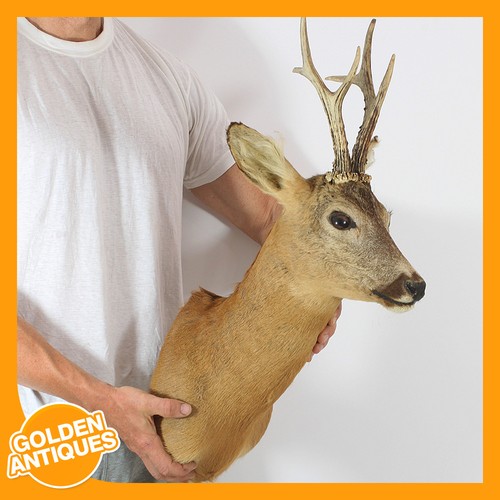 Real roe deer head - roe-deer, antlers