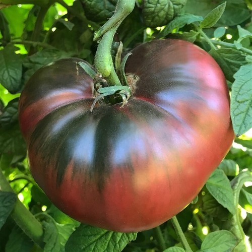 Tomato purple cherokee - purple,