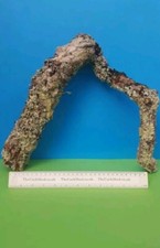 CORK BARK BRANCH 35CM LEOPARD