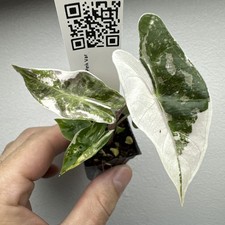 Alocasia Pseudo Sanderiana